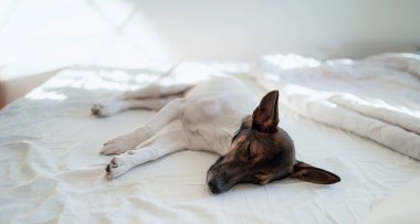 Küçük beyaz köpek yatakta uyuyor.