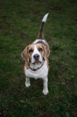 Parktaki bir arazide kalan eğitimli genç bir köpek.