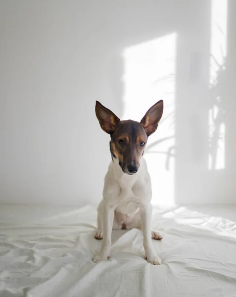 Köpek beyaz yatakta oturuyor.