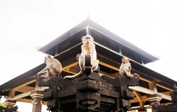 Three monkeys sitting on the temple fence