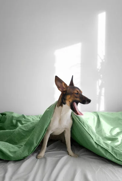 Köpek battaniyenin altındaki beyaz yatakta oturuyor.