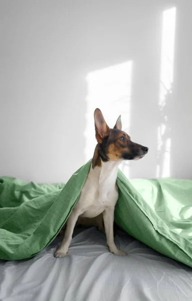 Köpek battaniyenin altındaki beyaz yatakta oturuyor.