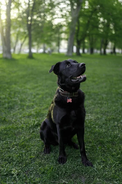 Genç eğitimli siyah bir köpek parktaki bir tarlada kalıyor.