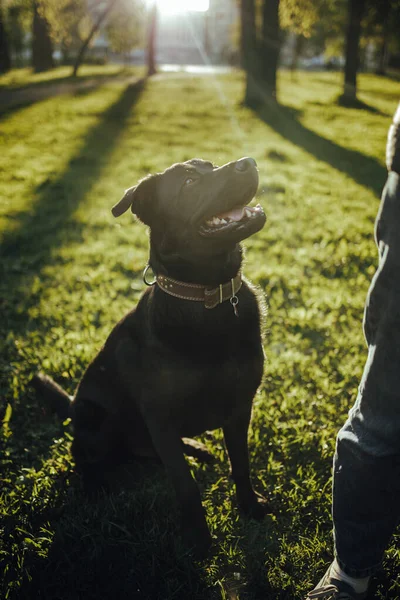 Um jovem cão preto treinado ficando em um campo em um parque — Fotografia de Stock