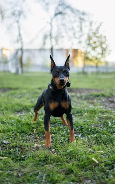 Un petit chien debout sur un champ couvert d'herbe — Photo