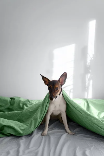 Köpek battaniyenin altındaki beyaz yatakta oturuyor.