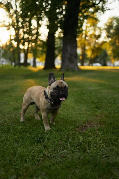 公園の野原にいる若い訓練を受けた犬 — ストック写真