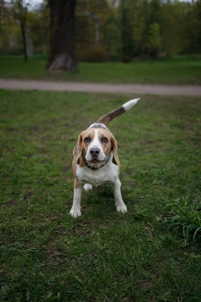 Sabahları parkta oynayan bir köpek.