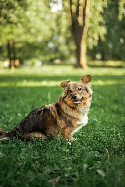 公園の野原にいる若い訓練を受けた犬 — ストック写真