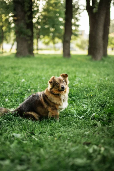 Um jovem cão treinado que fica em um campo em um parque — Fotografia de Stock