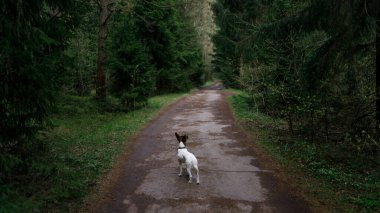 Ormanda iz süren bir köpek