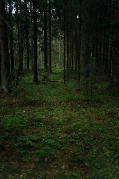 A atmosfera mágica da floresta escura — Fotografia de Stock