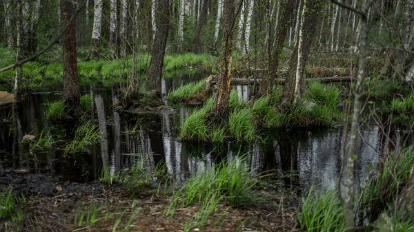 Ormandaki güzel atmosferik bataklık