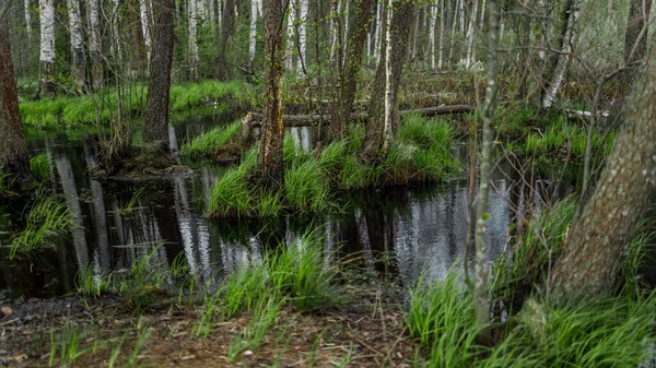 Schöner atmosphärischer Sumpf im Wald — Stockfoto