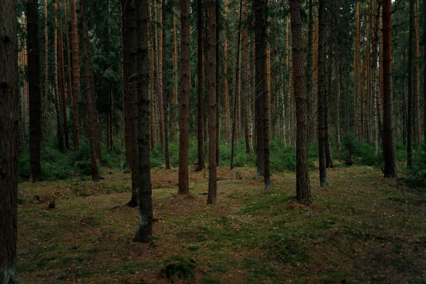 A atmosfera mágica da floresta escura — Fotografia de Stock