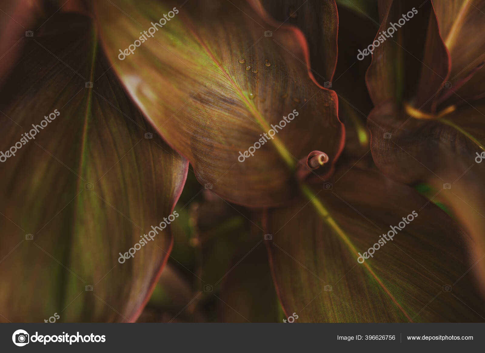 绿叶图案背景 自然背景及壁纸 图库照片 C Vadimkaipov