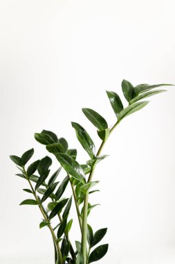 Beyaz arkaplanda Zamiocculcas bitkisi