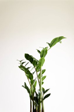 Beyaz arkaplanda Zamiocculcas bitkisi