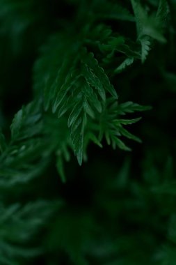 Yeşil yapraklar desen arkaplan, Doğal arkaplan ve duvar kağıdı