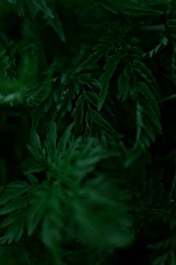 Yeşil yapraklar desen arkaplan, Doğal arkaplan ve duvar kağıdı