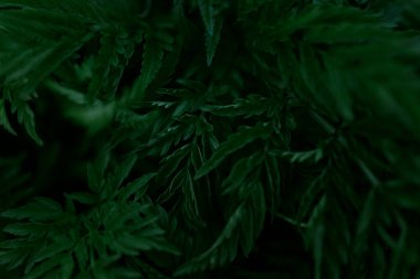 Yeşil yapraklar desen arkaplan, Doğal arkaplan ve duvar kağıdı