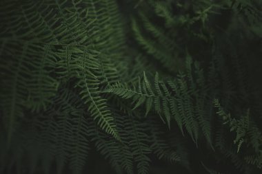 Yeşil yapraklar desen arkaplan, Doğal arkaplan ve duvar kağıdı