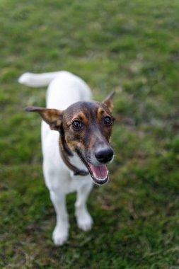 Sabahları parkta oynayan bir köpek.