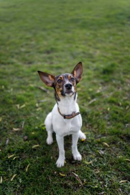 Sabahları parkta oynayan bir köpek.