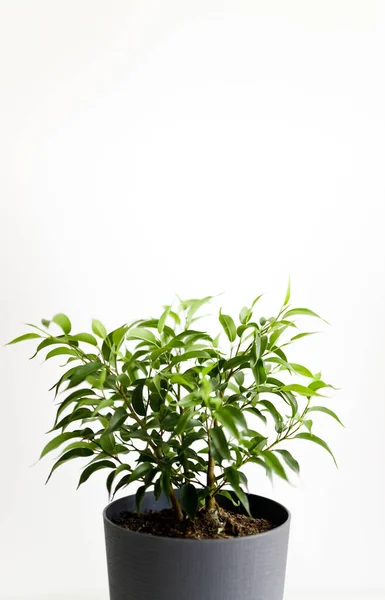 Beyaz arka planda taze yapraklı fikus dalları