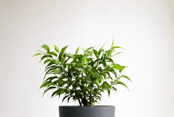 Beyaz arka planda taze yapraklı fikus dalları