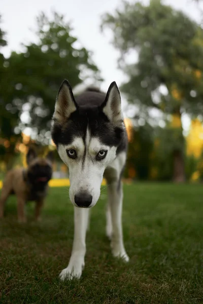 Baharda yeşil çimlerin üzerinde neşeli bir havayla köpek çiftleşmesi.