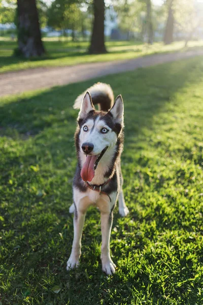 Baharda yeşil çimlerin üzerinde neşeli bir havayla köpek çiftleşmesi.