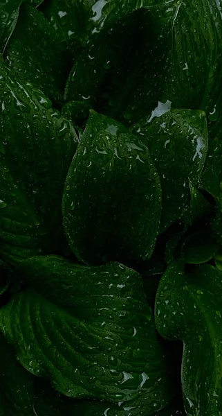 Yeşil yapraklar desen arkaplan, Doğal arkaplan ve duvar kağıdı