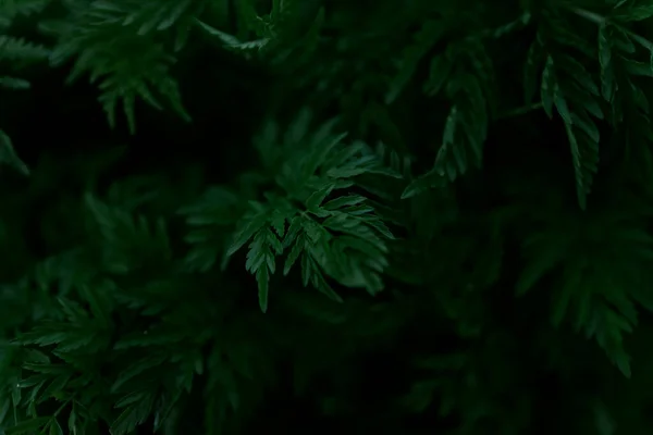 Yeşil yapraklar desen arkaplan, Doğal arkaplan ve duvar kağıdı