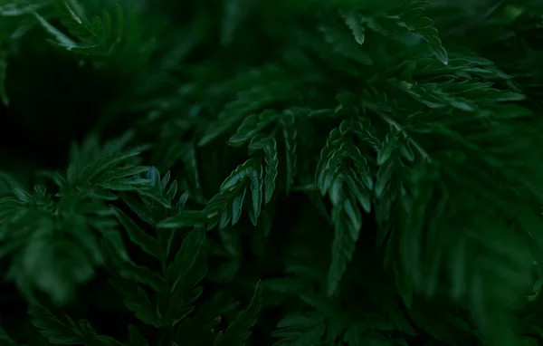 Yeşil yapraklar desen arkaplan, Doğal arkaplan ve duvar kağıdı