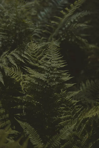 Yeşil yapraklar desen arkaplan, Doğal arkaplan ve duvar kağıdı