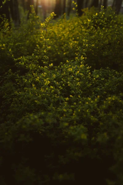Papel de parede de arbustos no pôr do sol de verão — Fotografia de Stock