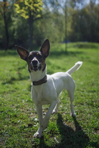 Sabahları parkta oynayan bir köpek.