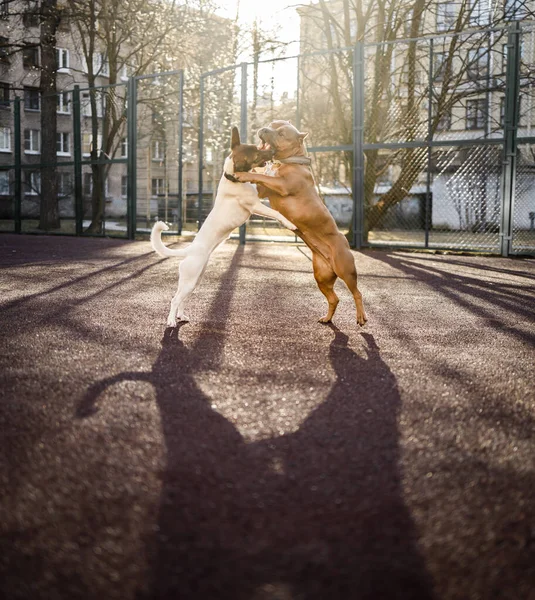 Két kutya játszik együtt a játszótéren.. — Stock Fotó