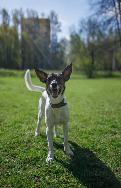 Sabahları parkta oynayan bir köpek.