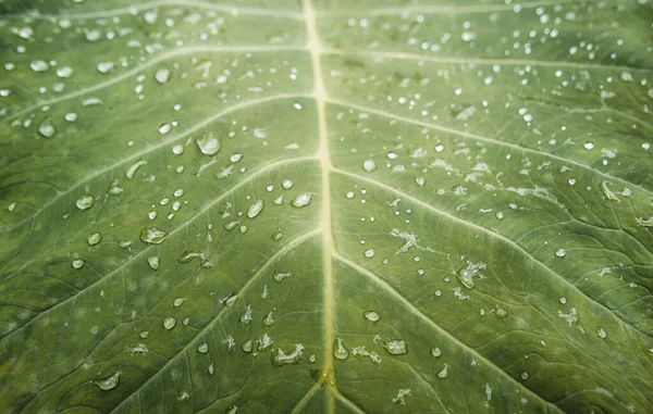 Wallpaper leaf texture with rain drops