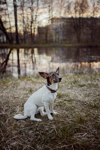 Un perro jugando en el parque por la mañana — Foto de Stock