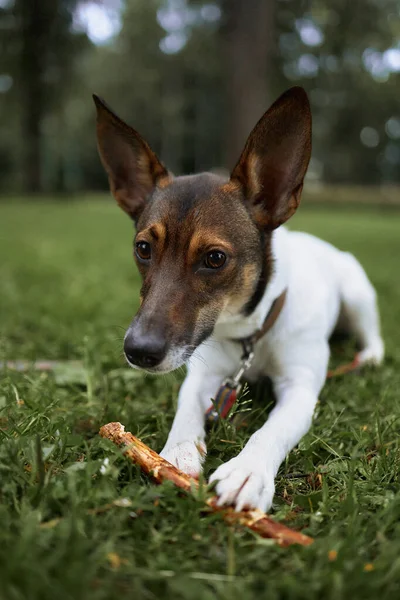 Un perro con un palo jugando en el parque por la mañana — Foto de Stock