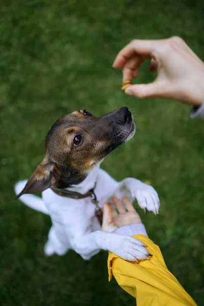 Genç bir kadın sevimli köpeğini sevimli bir parkta oynaşarak besliyor.