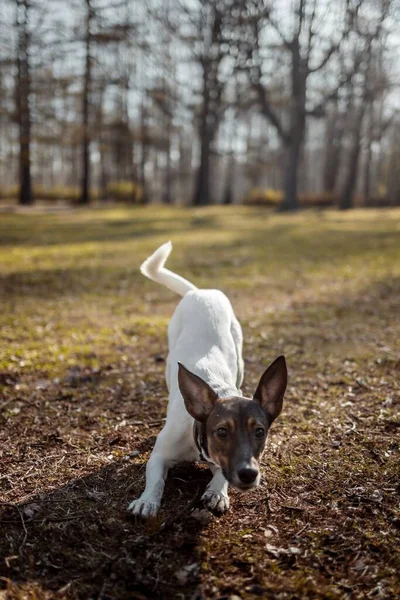 Un perro jugando en el parque por la mañana — Foto de Stock