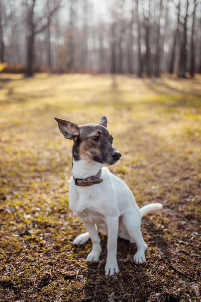 Um cão brincando no parque pela manhã — Fotografia de Stock