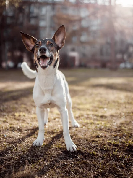 Um cão brincando no parque pela manhã — Fotografia de Stock