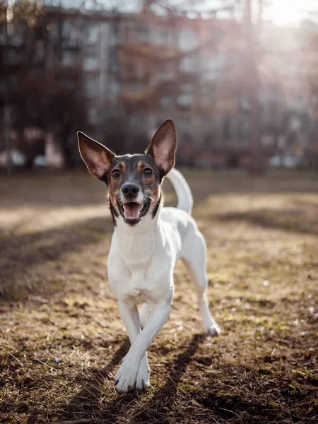 朝公園で遊んでいる犬 — ストック写真