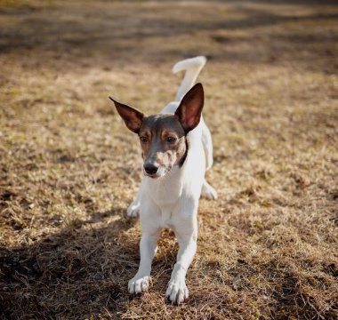 Sabahları parkta oynayan bir köpek.