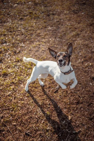 草の野を飛び跳ねる犬 — ストック写真